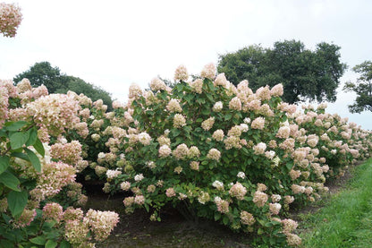 HYPLIMEL175-200DRSTR hoogte 175-200