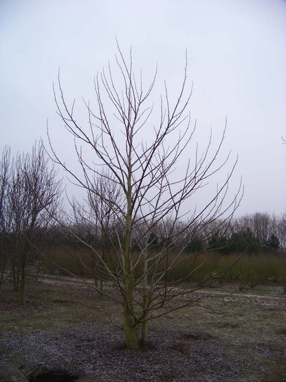 LITULIPI550-600DRMRSTAM hoogte 550-600