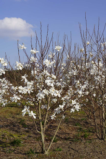 MALMERRI200-250DRMRSTAMw100150 hoogte 200-250