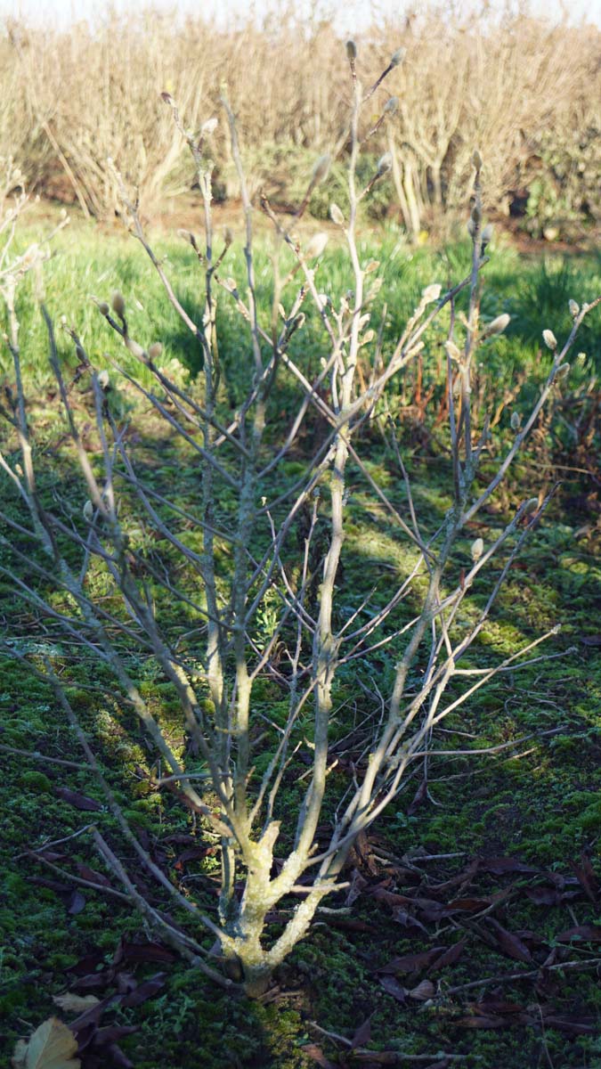 MASTELLA175-200DRMRSTAM hoogte 175-200