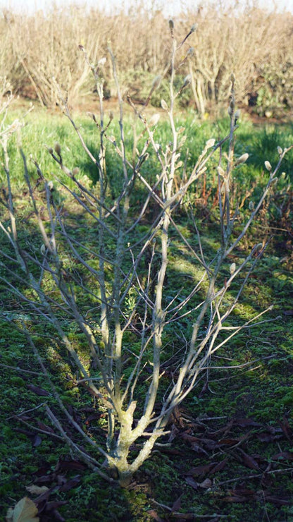 MASTELLA175-200DRMRSTAM hoogte 175-200