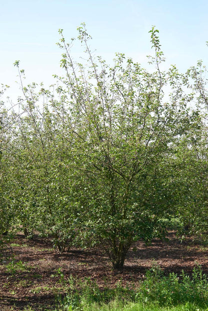 MAPSPREN400-450DRMRSTAM hoogte 400-450