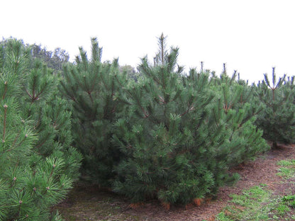 PINNIGRA300-350DRSOL hoogte 300-350