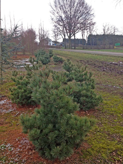 PISRADIA175-200DRSOL hoogte 175-200