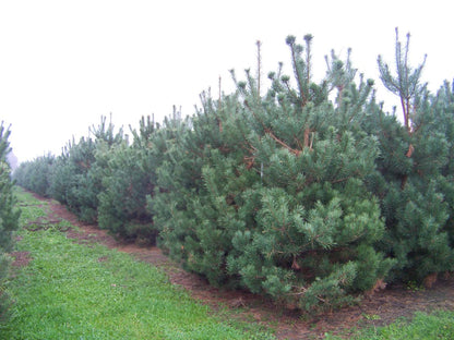 PISYLVES200-250DRSOL hoogte 200-250
