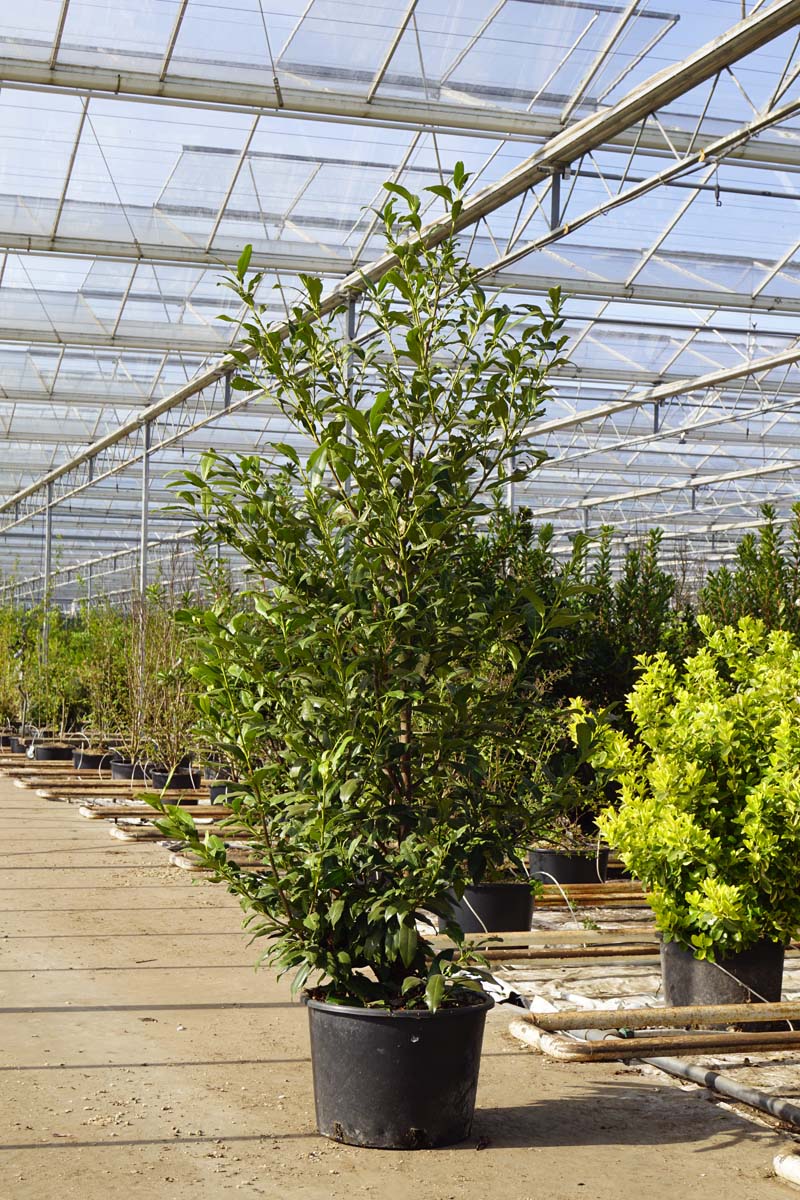 PRLHERBE125-150C12STR hoogte 125-150