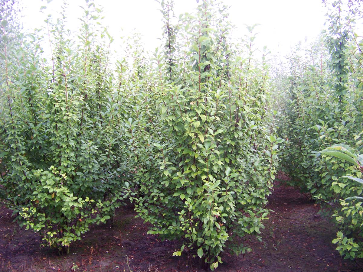 PRPADUS250-300DRMRSTAM hoogte 250-300