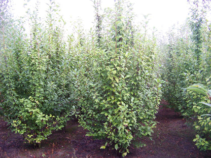 PRPADUS250-300DRMRSTAM hoogte 250-300