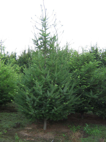 PSMENZIE300-350DRSOL hoogte 300-350