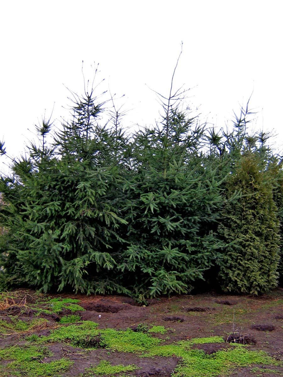 PSMENZIE450-500DRSOL hoogte 450-500