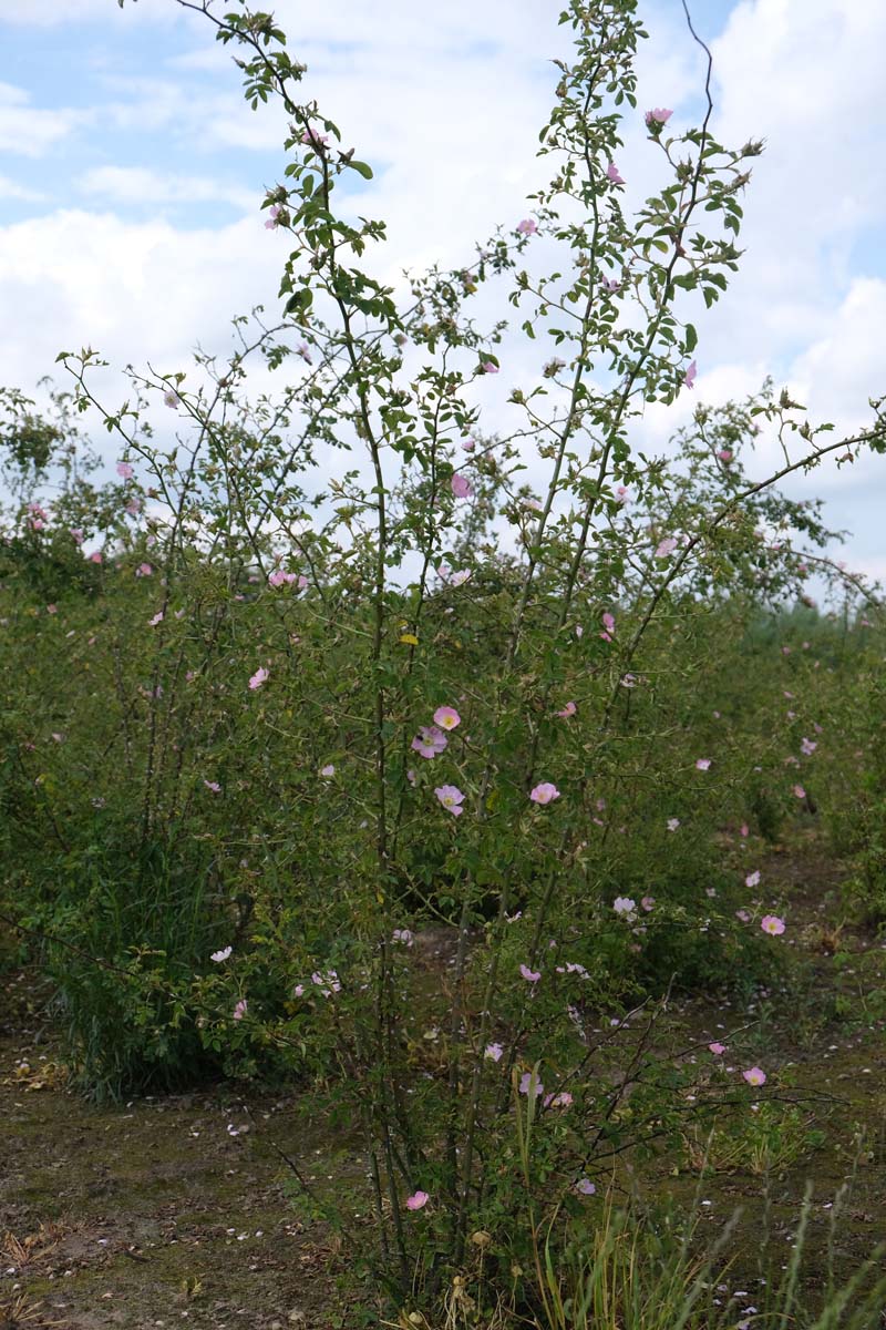 RORUBIGI200-250DRSTRw100150 hoogte 200-250