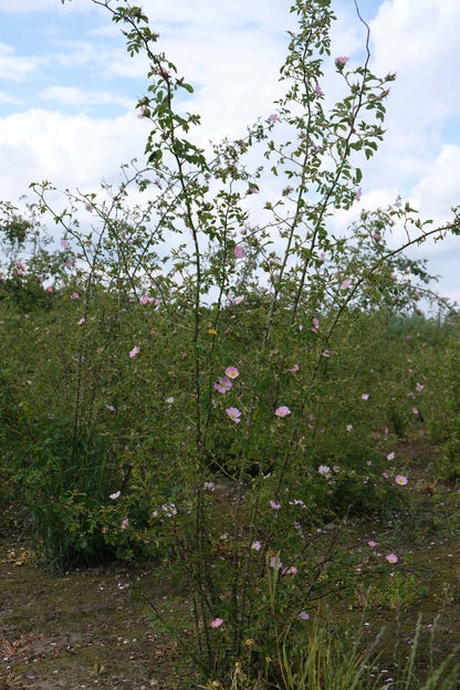 RORUBIGI200-250DRSTRw100150 hoogte 200-250