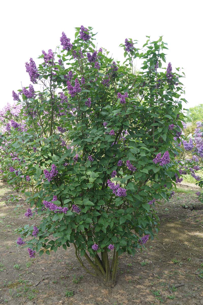 SYVCJOLY250-300DRSTR hoogte 250-300