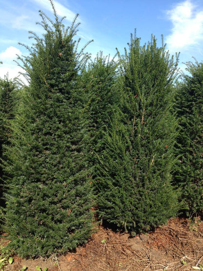 TABACCAT200-225DRSOL hoogte 200-225