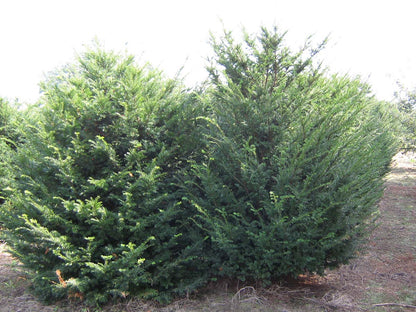 TABACCAT225-250DRSOL hoogte 200-250