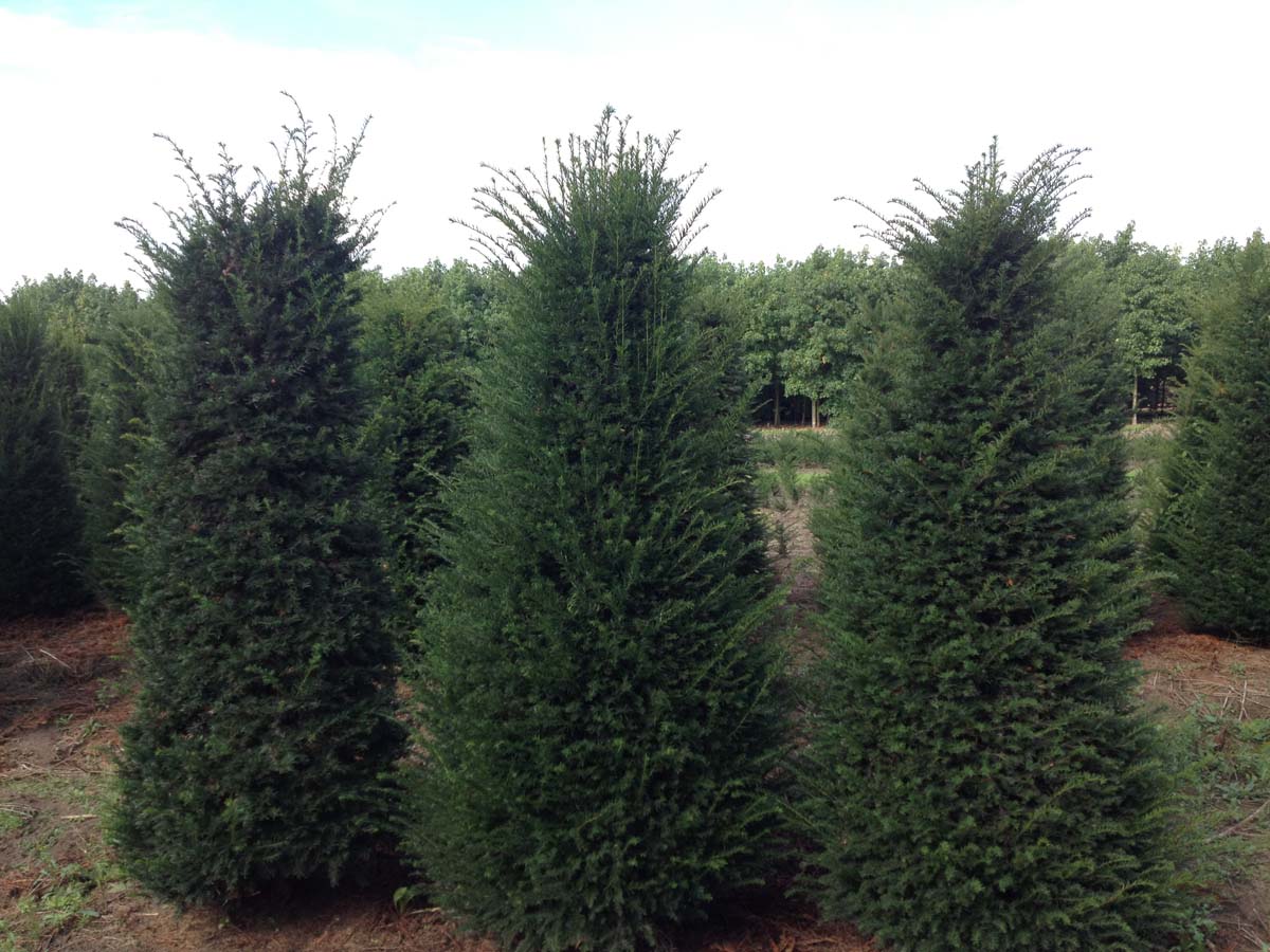 TABACCAT250-300DRSOL hoogte 250-300