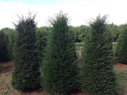 TABACCAT250-300DRSOL hoogte 250-300