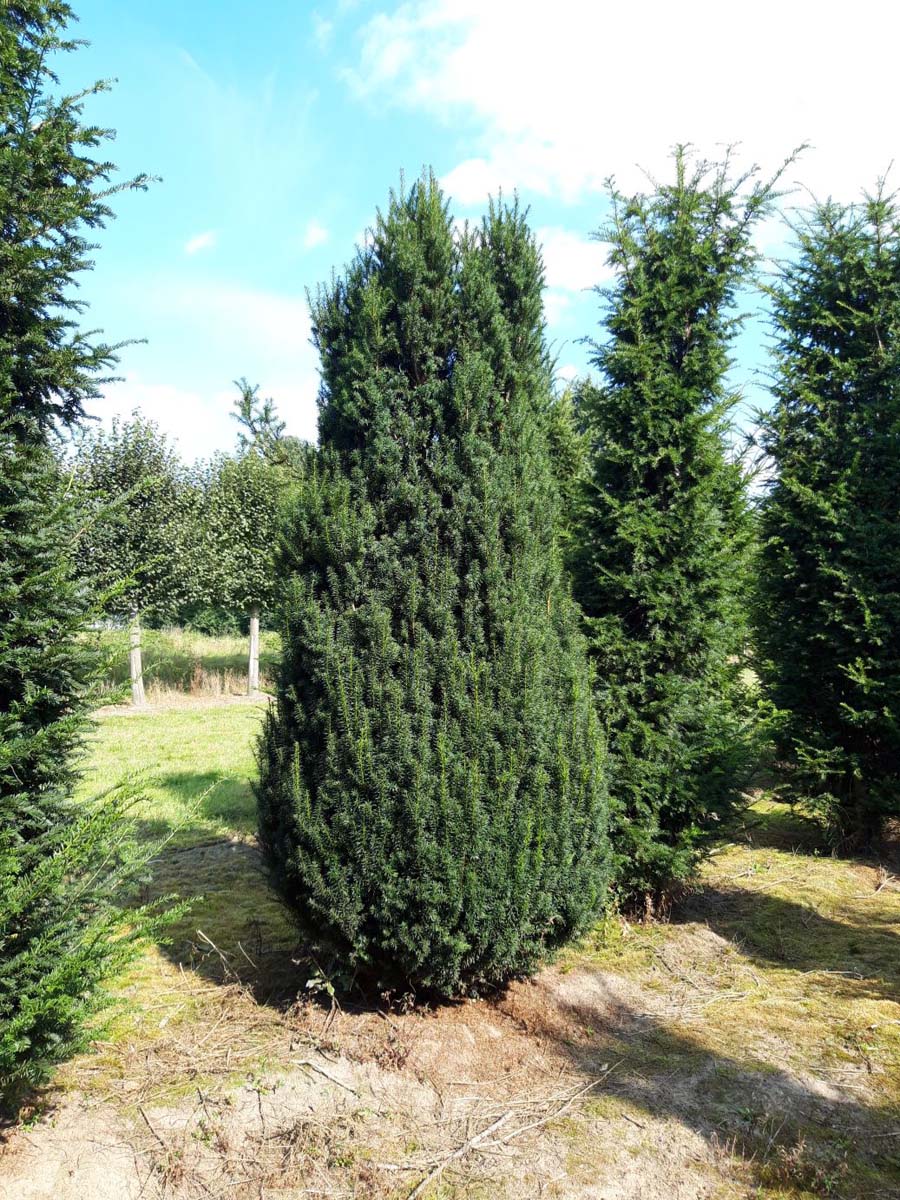 TABFASTI250-300DRSOL hoogte 250-300