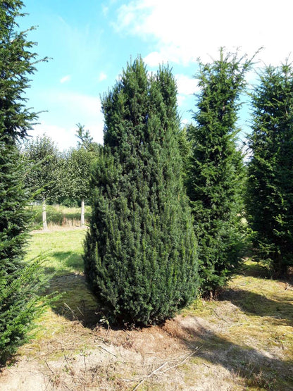 TABFASTI250-300DRSOL hoogte 250-300