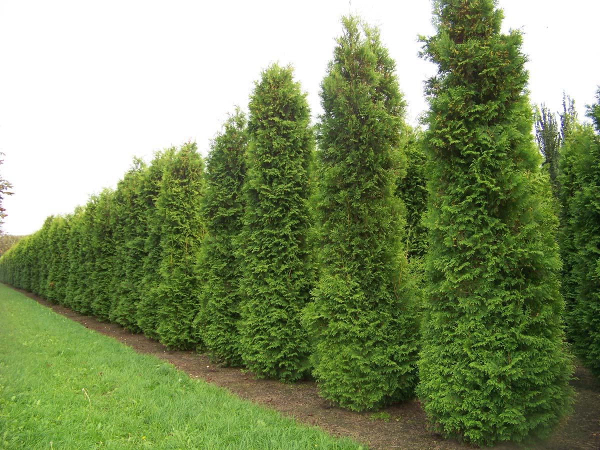 THOBRABA350-400DRSOL hoogte 350-400