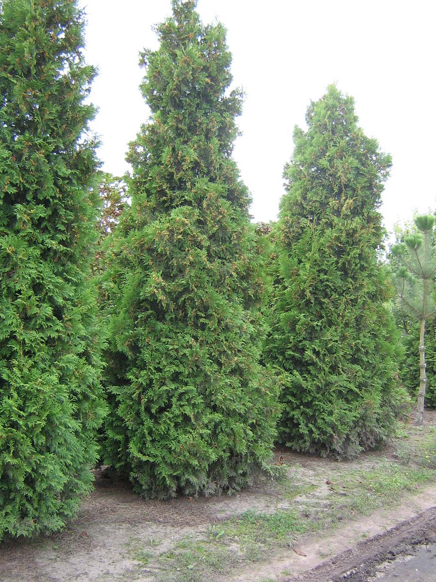 THOBRABA400-450DRSOL hoogte 400-450