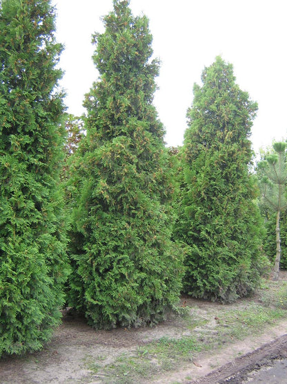 THOBRABA400-450DRSOL hoogte 400-450