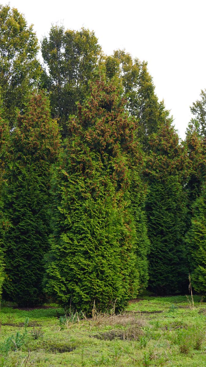 THOBRABA700-800DRSOLw150200 hoogte 700-800