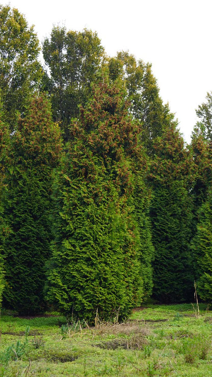 THOBRABA700-800DRSOLw150200 hoogte 700-800