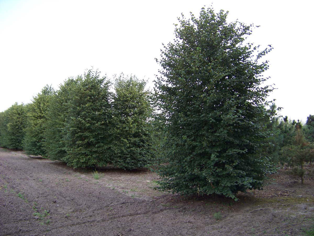 TICBOEHL20-25HODR stamomtrek 20-25