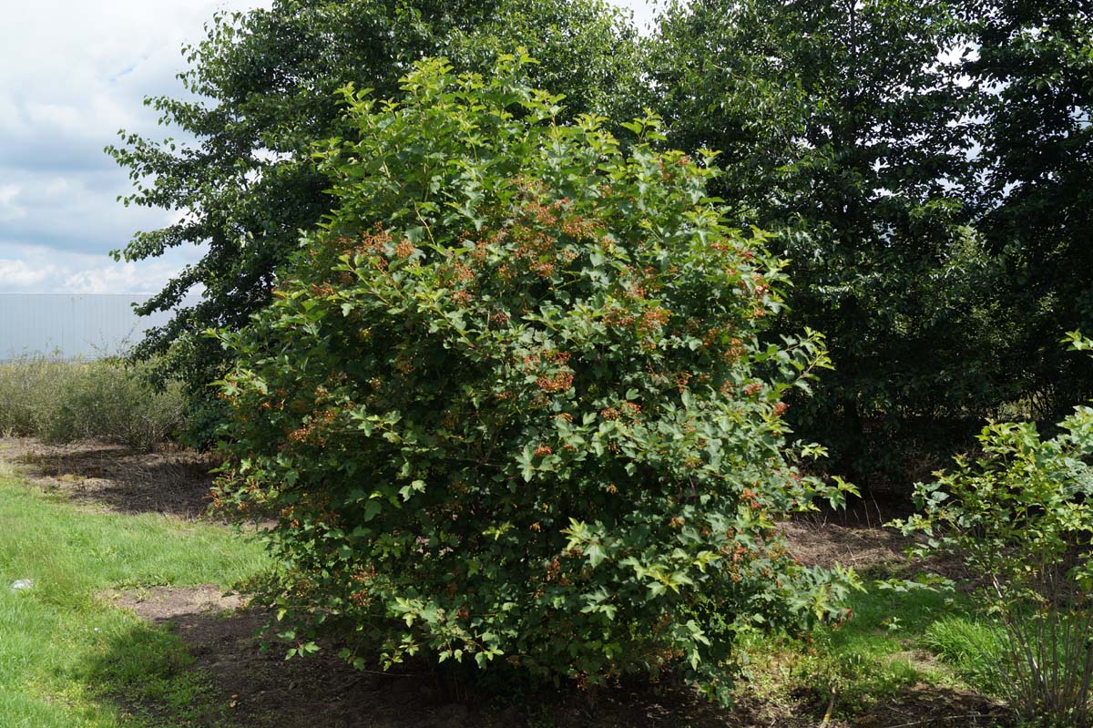 VIOPULUS175-200DRSTR hoogte 175-200