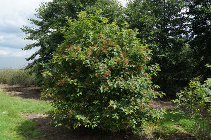 VIOPULUS175-200DRSTR hoogte 175-200
