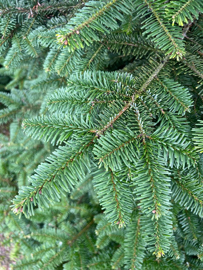 Abies amabilis Tuinplanten naalden