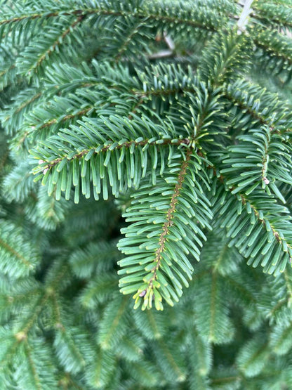 Abies amabilis Tuinplanten naalden
