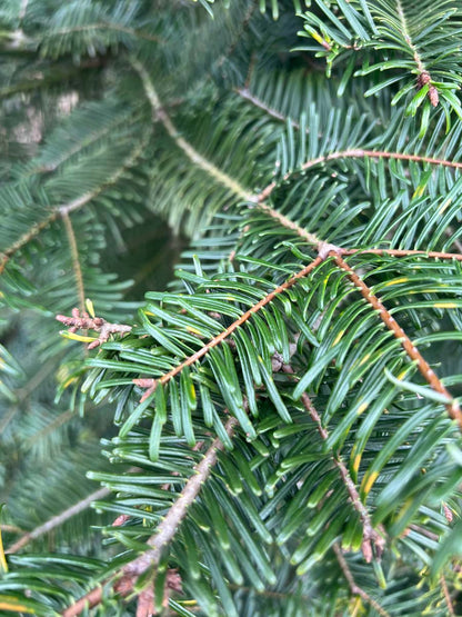 Abies grandis Tuinplanten naalden