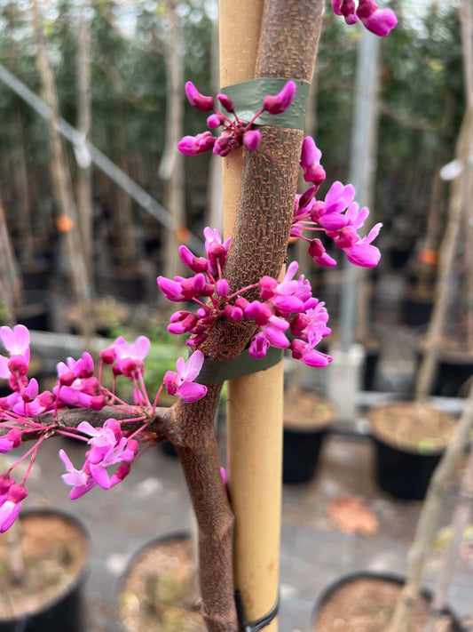 Cercis canadensis 'Covey' op stam bloem