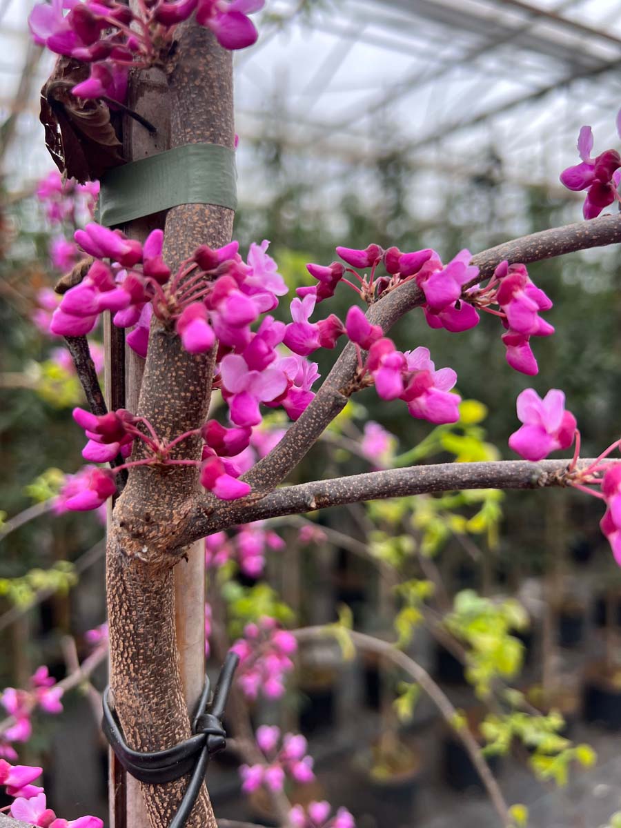 Cercis canadensis 'Oklahoma' op stam stam