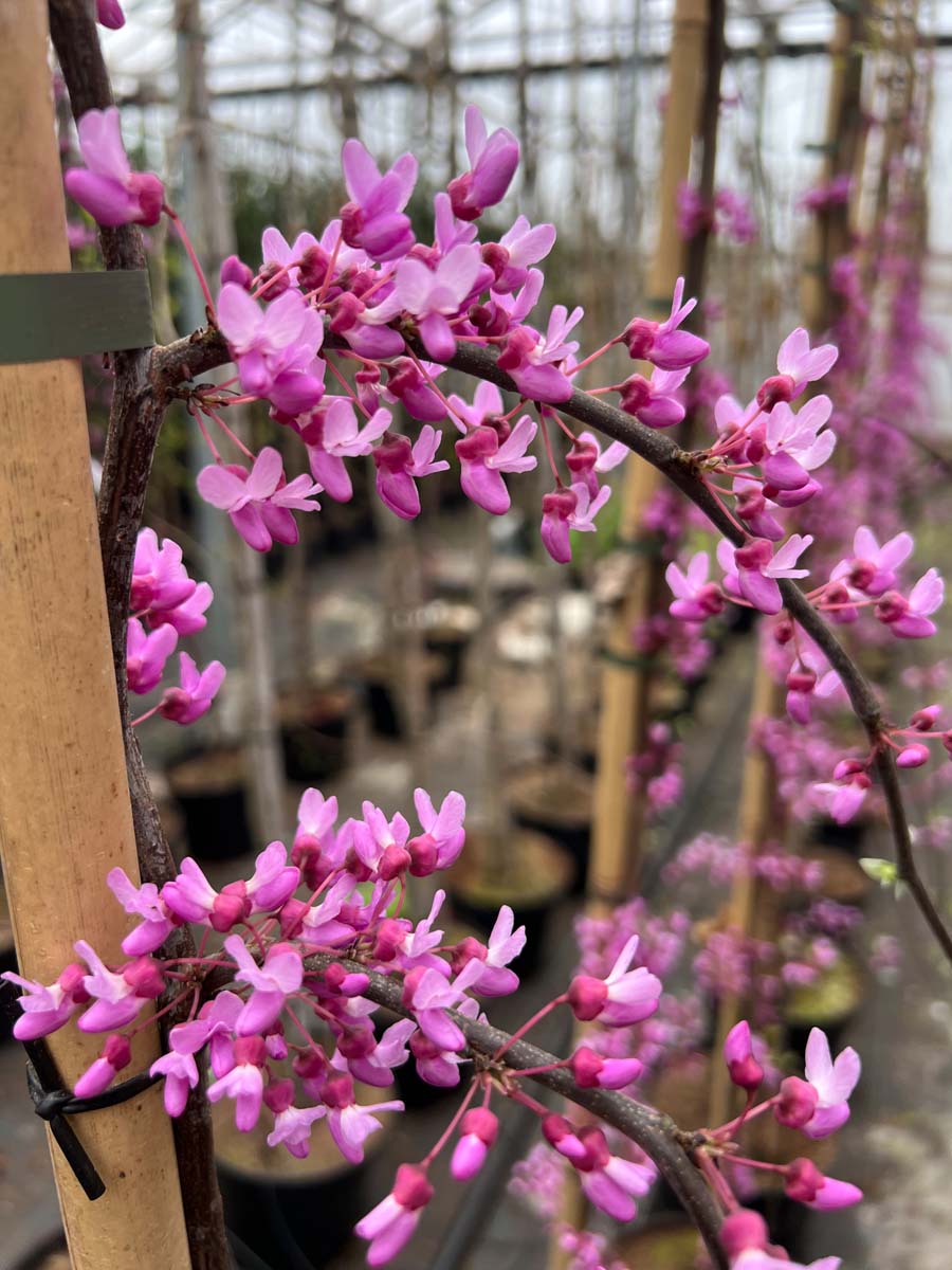 Cercis canadensis 'Oklahoma' op stam bloesem