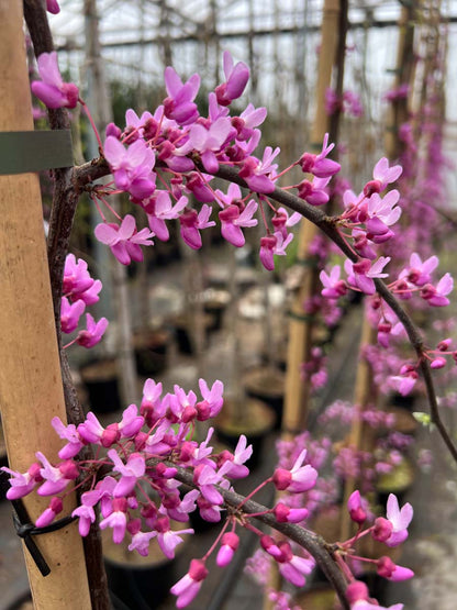 Cercis canadensis 'Oklahoma' op stam bloesem