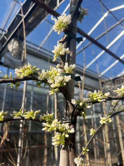 Cercis canadensis 'Vanilla Twist' op stam stam