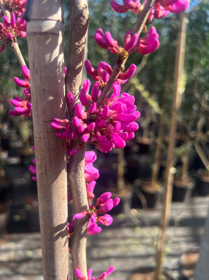 Cercis chinensis 'Avondale' solitair bloem