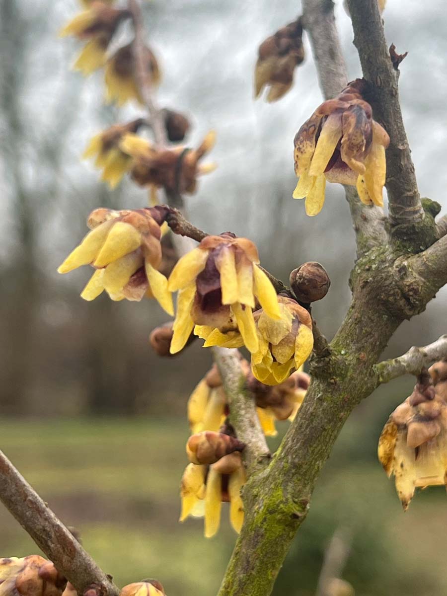 Chimonanthus praecox meerstammig / struik bloem