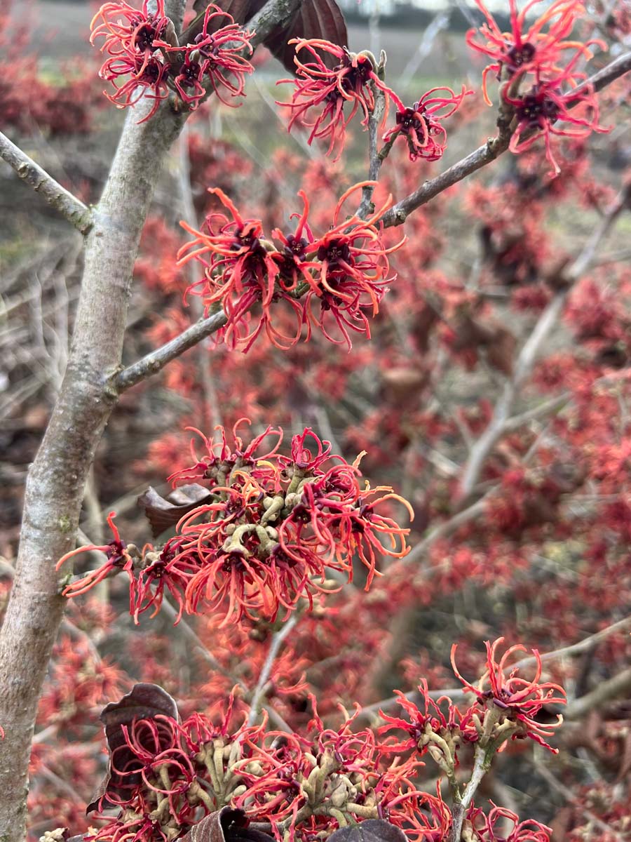 Hamamelis intermedia 'Rubin' Tuinplanten bloem