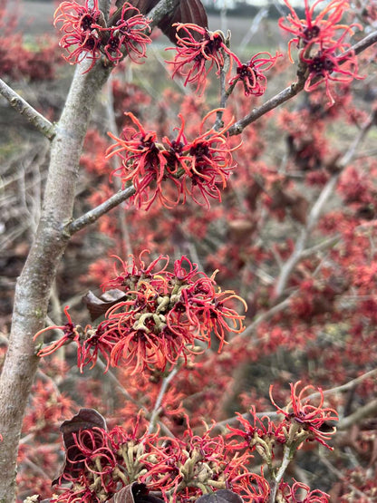 Hamamelis intermedia 'Rubin' Tuinplanten bloem