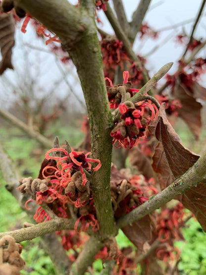 Hamamelis intermedia 'Diane' op stam bloem
