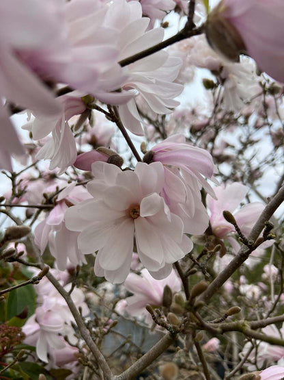 Magnolia 'George Henry Kern' meerstammig / struik bloem