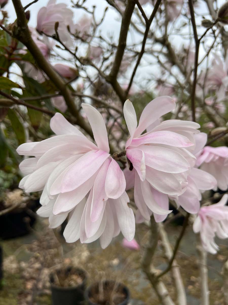 Magnolia 'George Henry Kern' op stam bloem
