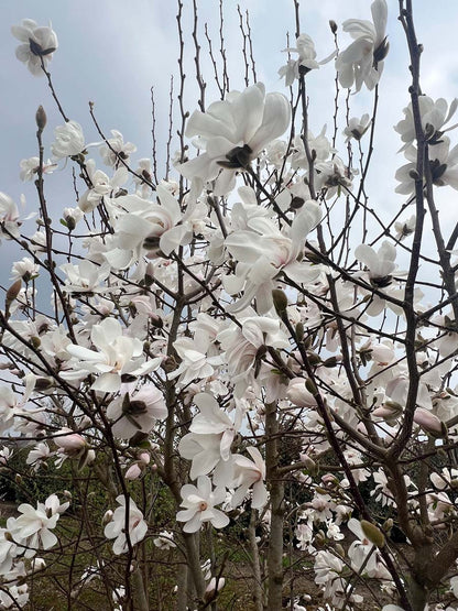 Magnolia loebneri 'Merrill' op stam bloesem
