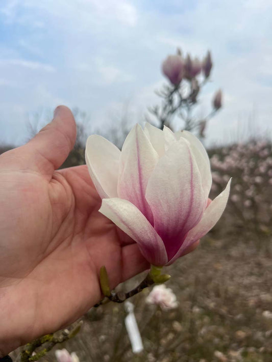 Magnolia soulangeana 'Alexandrina' solitair bloem