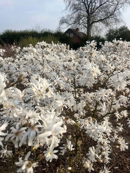 Magnolia stellata 'Royal Star' Tuinplanten bloesem