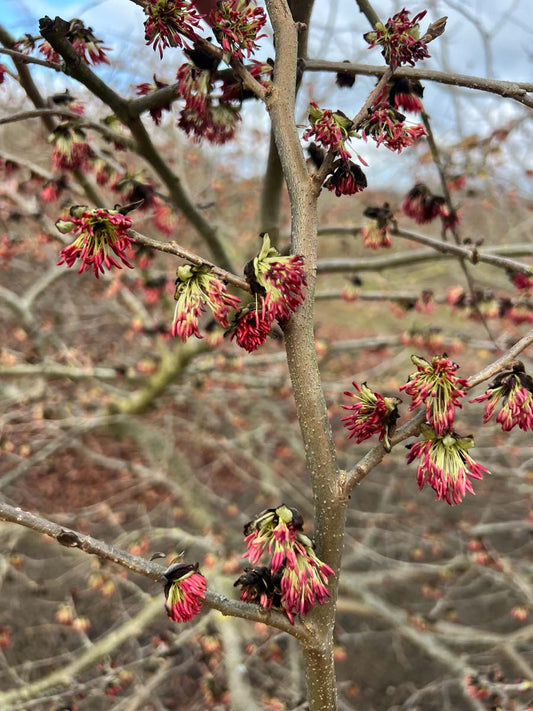 Parrotia persica haagplant bloem